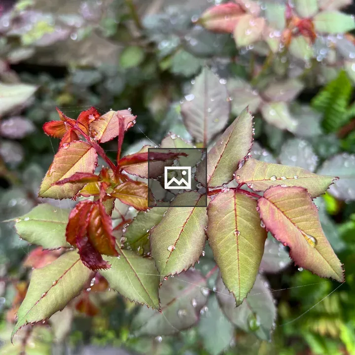 Rose leaves with raindrops