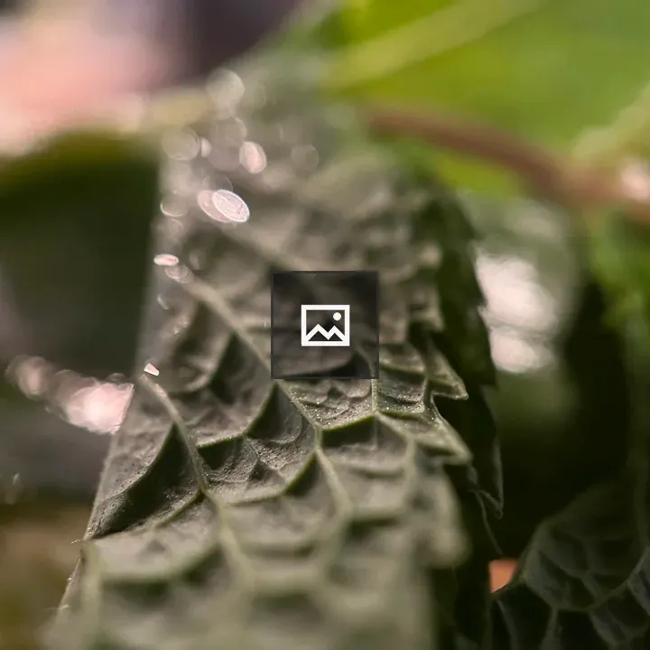 Mint Leaf with Water Droplets