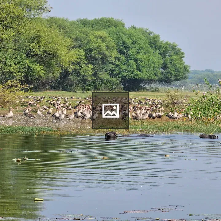 Geese by Thol Lake Shore