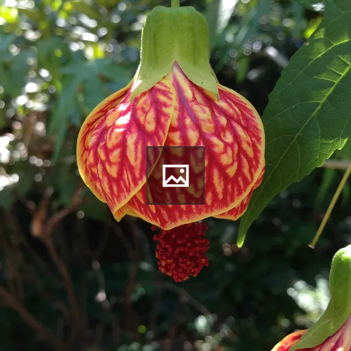 Single Red And Yellow Chinese Lantern Flower