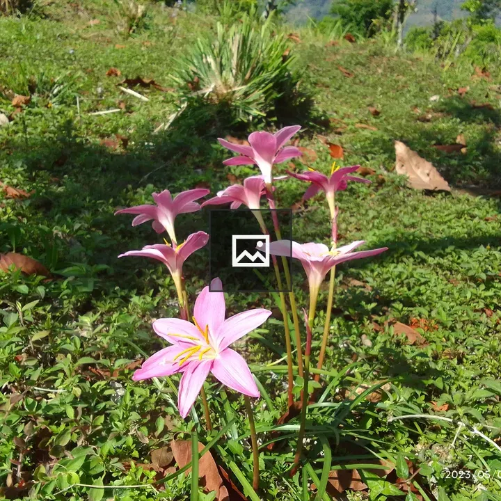 Close-up of rain lilies in grass