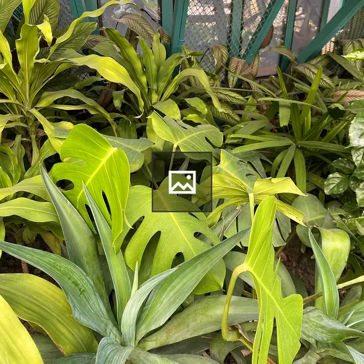 Lush tropical plants in greenhouse