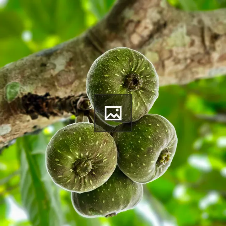 Close up Ficus auriculata figs