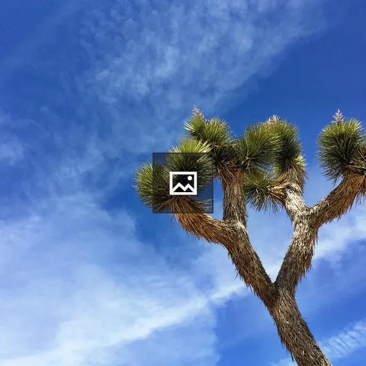 Joshua Tree Branches and Sky