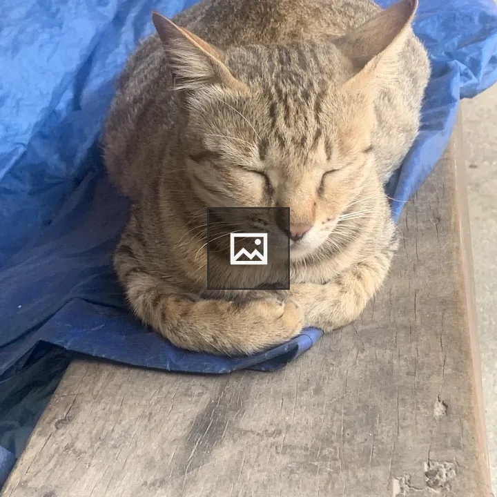 Tabby cat sleeping on blue tarp