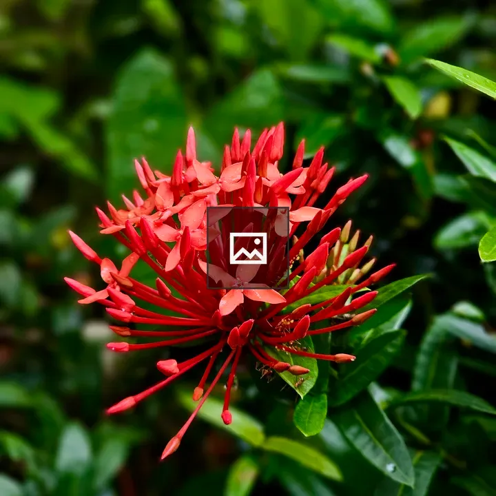 Ixora flower in bloom