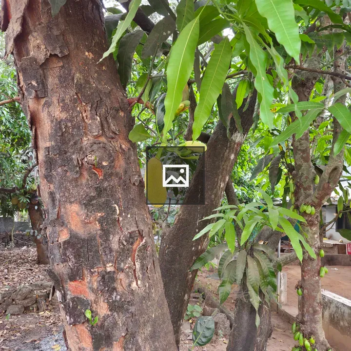 Jackfruit Tree Close-up