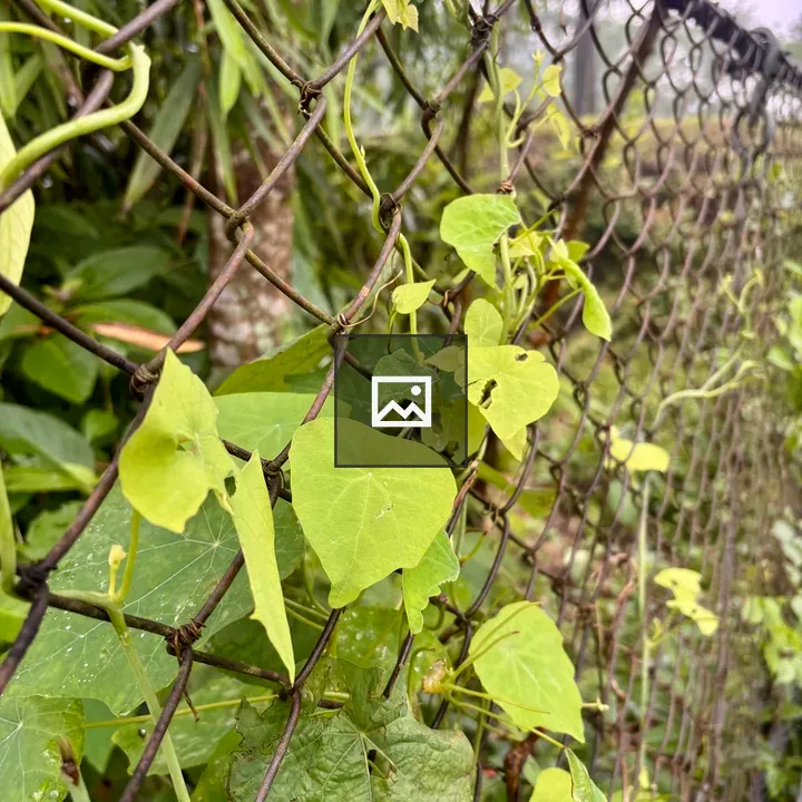 Green Leaves on Fence