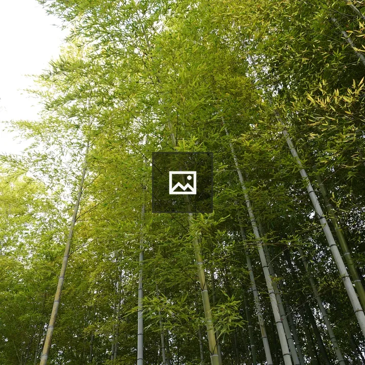 Bamboo grove