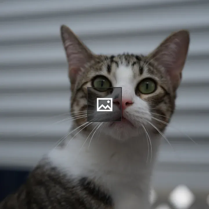Cat with pink nose