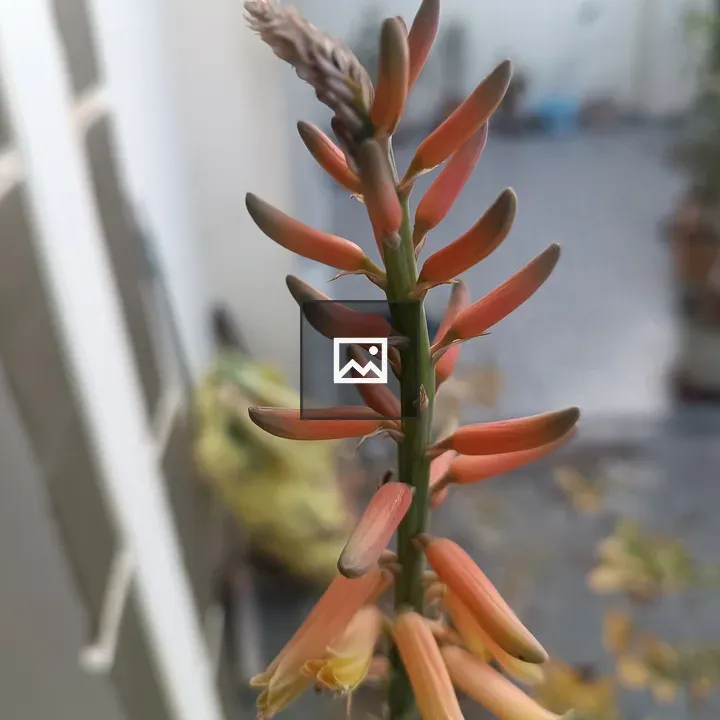 Aloe Vera Flower