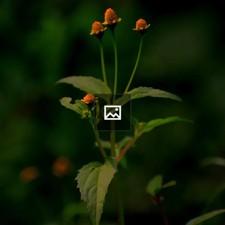 Orange Coneflowers on Green Stems