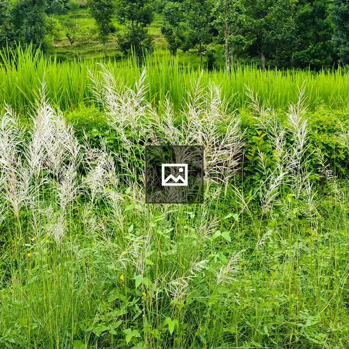 Green landscape with tall grasses