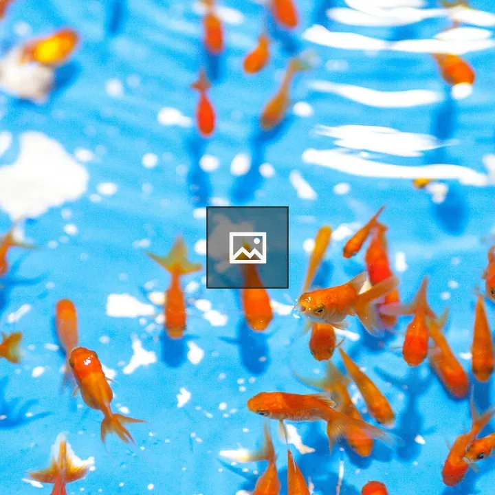 Goldfish in Blue Water
