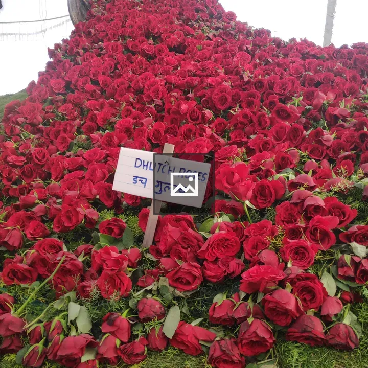 Dhutch Roses