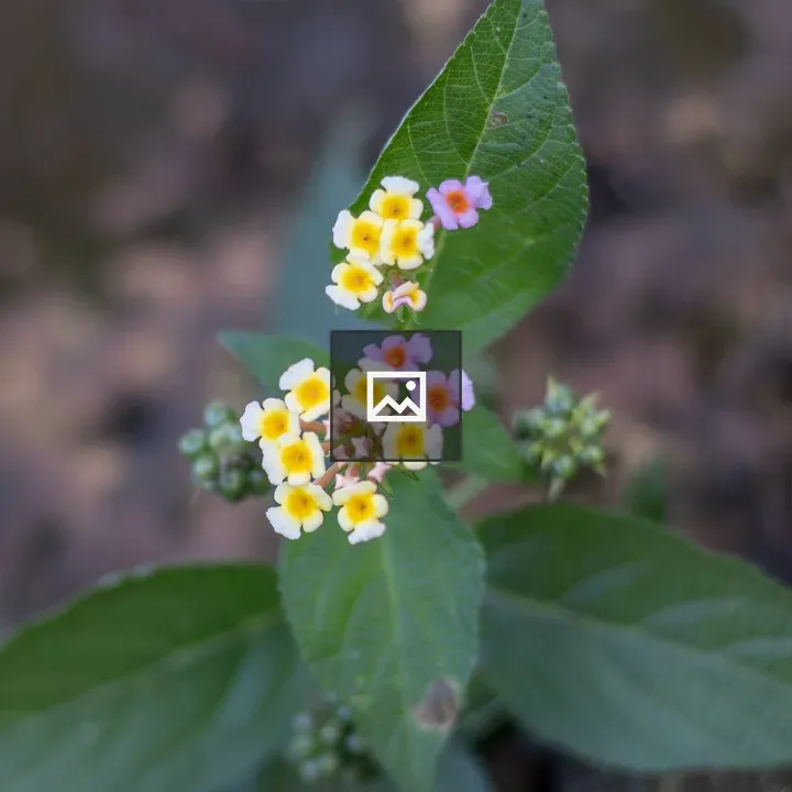 Tiny flowers with big leaves