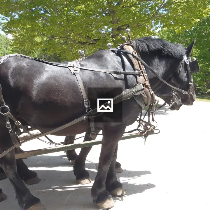 Draft horse team