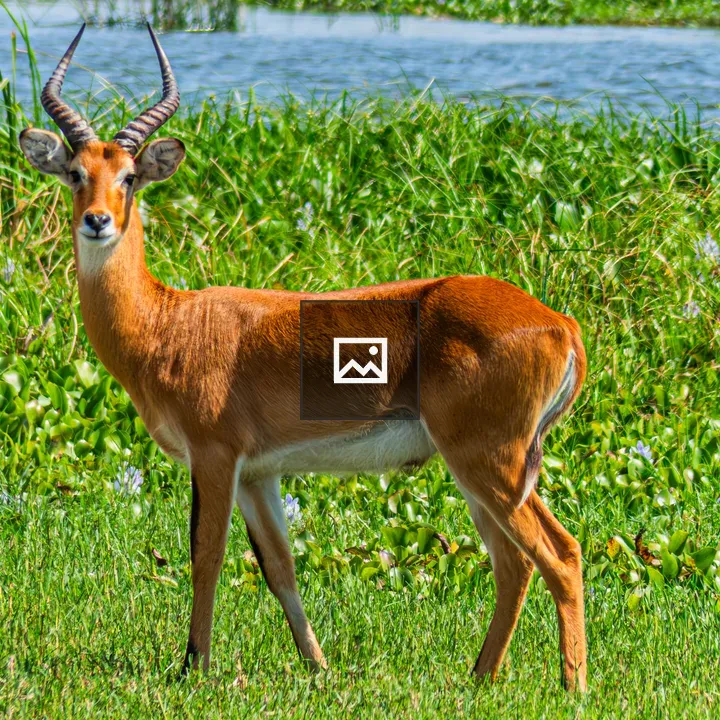 Uganda Kob in Green Meadow