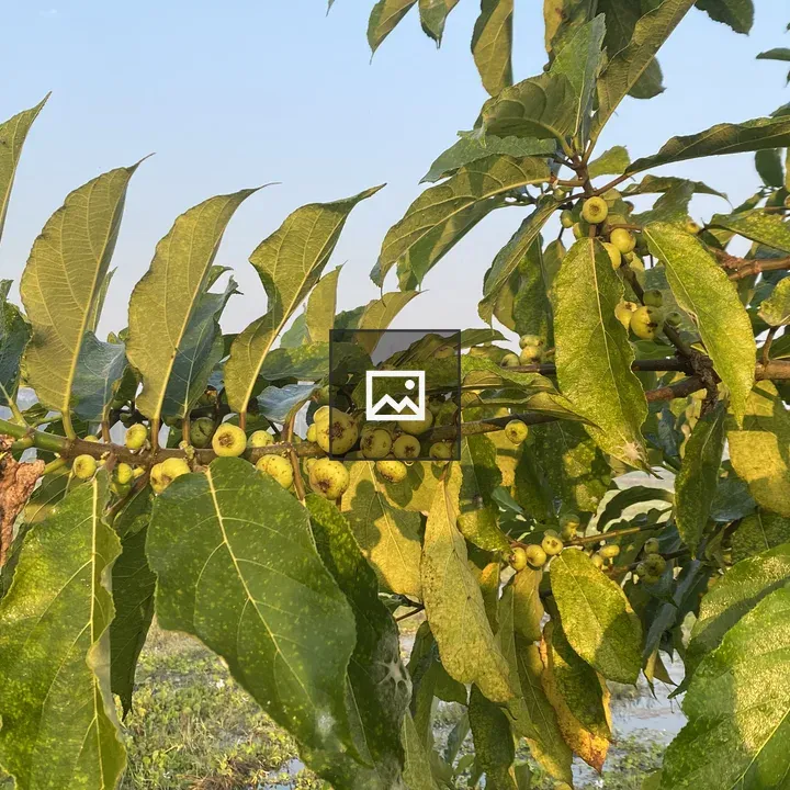 Green leaves and yellow fruit