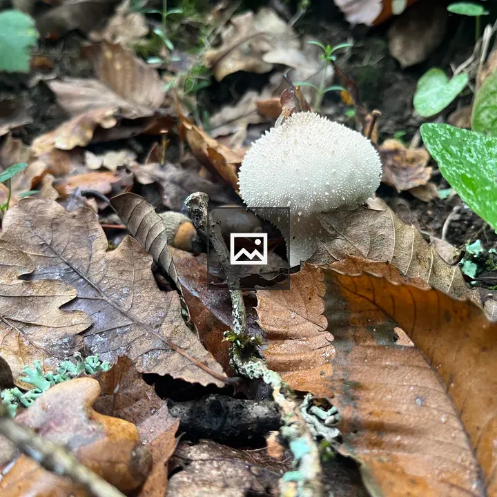 Lycoperdon perlatum Fungus