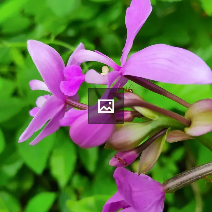 Ants on orchid flower