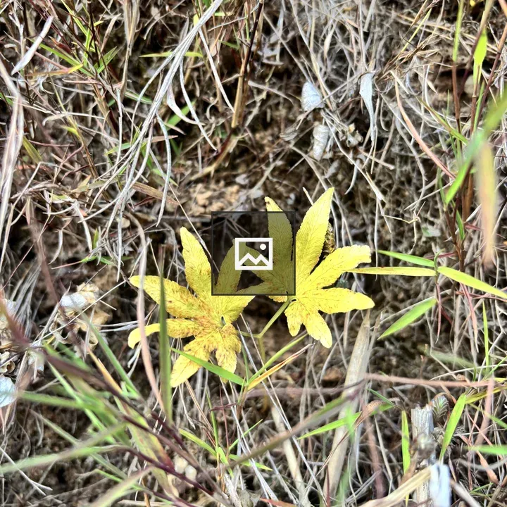 Two Yellow Leaves on Grass