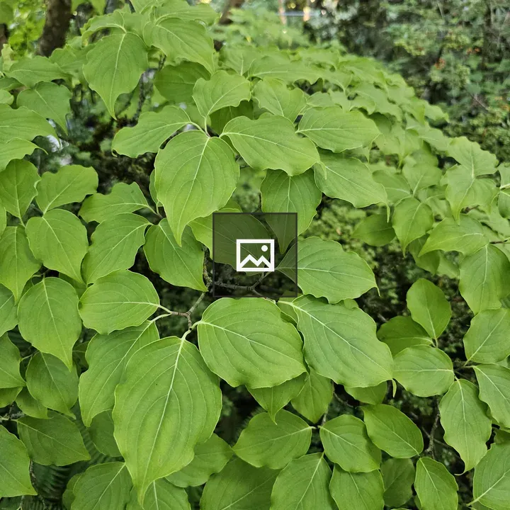 Branches of green shrub leaves