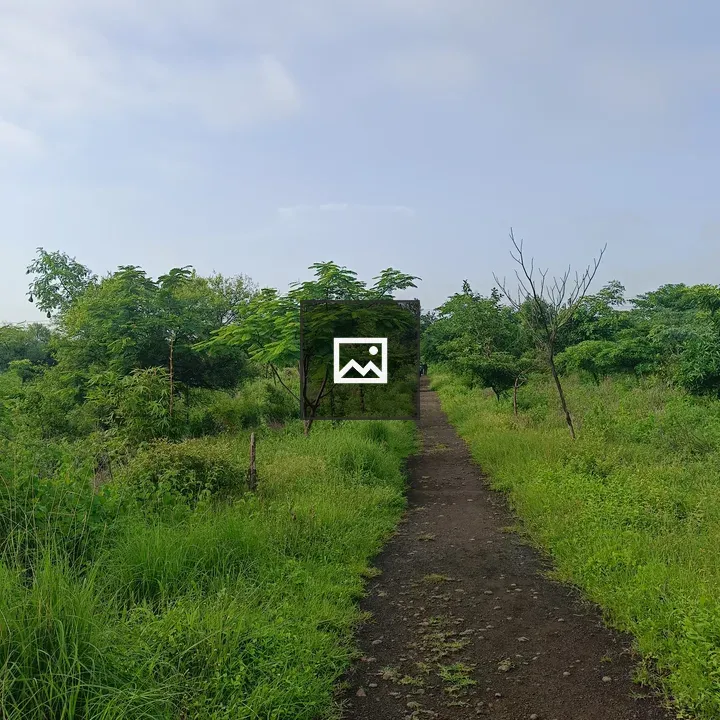 Deep forest trail