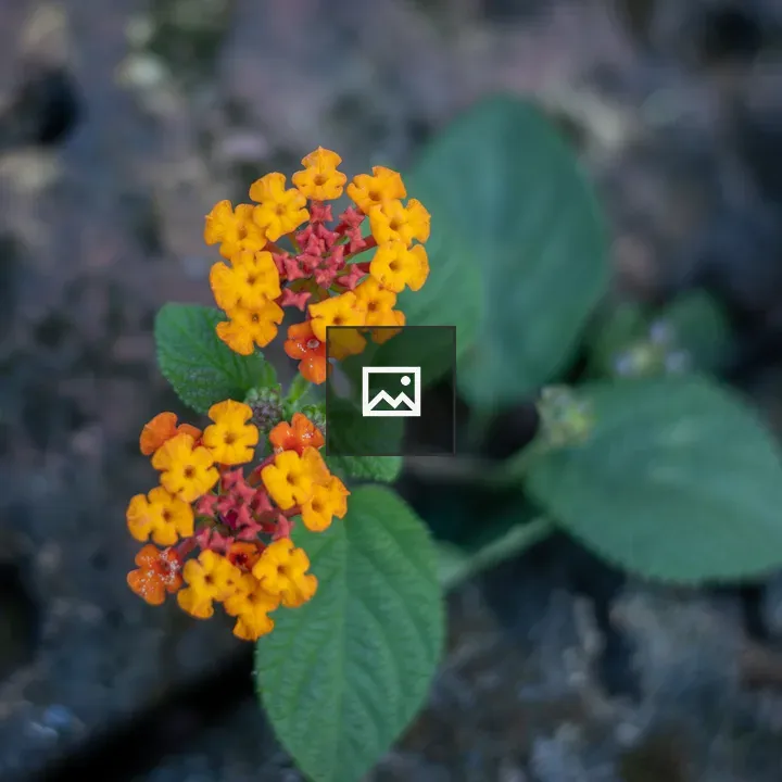 Yellow Red Small Flowers
