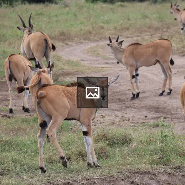 Group of elands in grassland