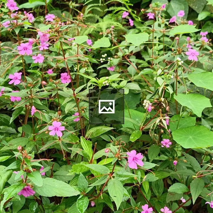 Impatiens pulcherrima Flowers