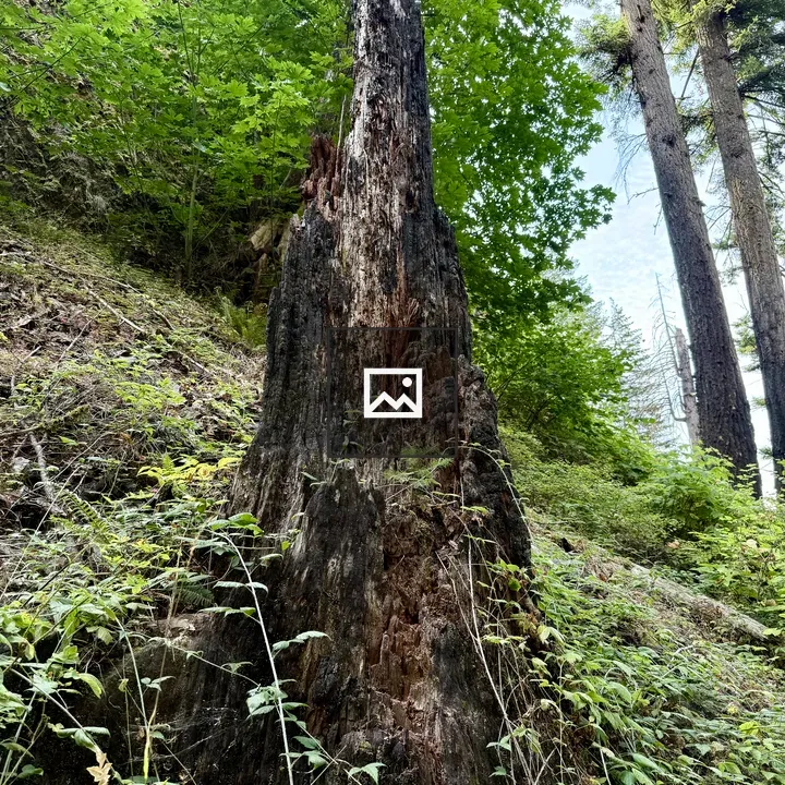 Blackened tree stump in nature