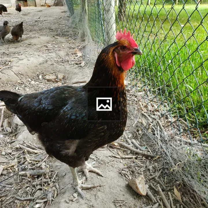Rooster portrait