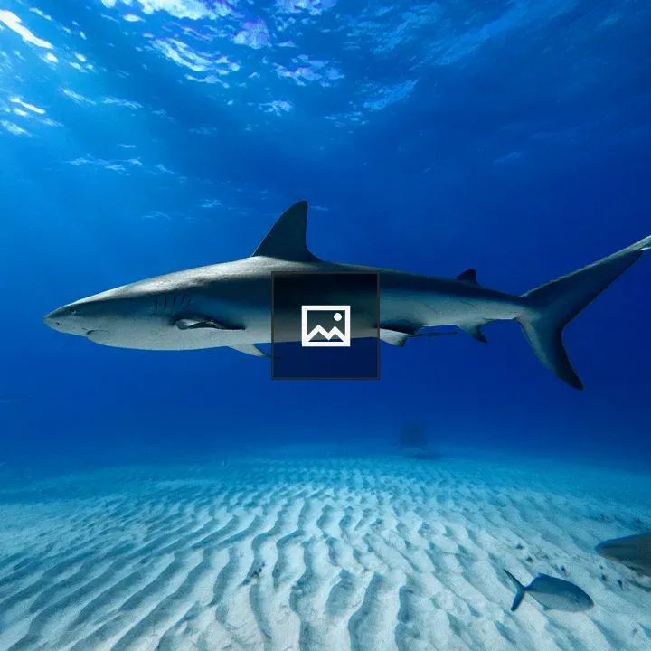 Caribbean reef shark in clear water