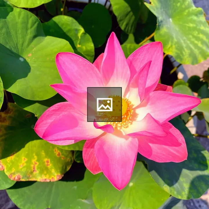 Red lotus flower