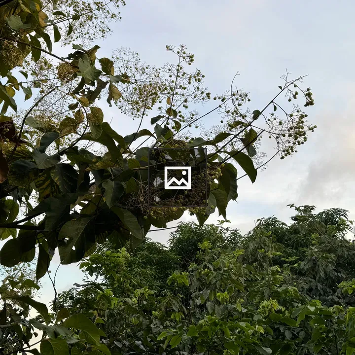 White cone-shaped speaker among teak leaves