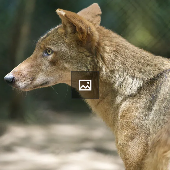 Young red wolf on ground