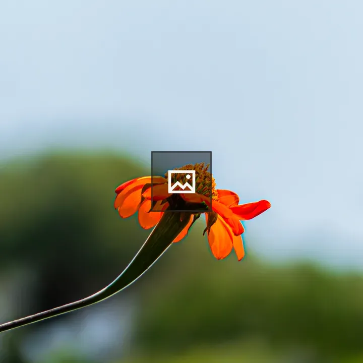 Mexican sunflower in profile