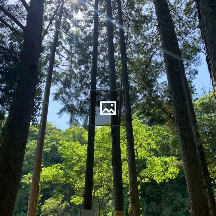 Tall trees with sunlight through foliage