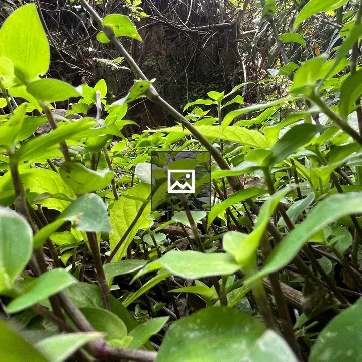 Dense patch of green plants