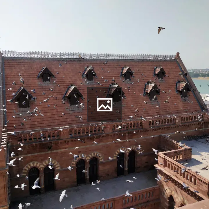 Group of flying doves