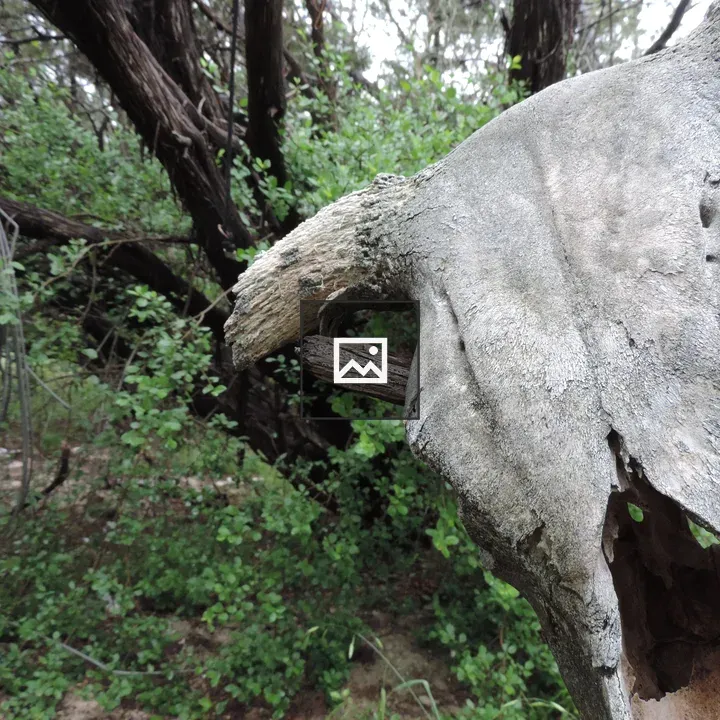 Cow skull in nature scene
