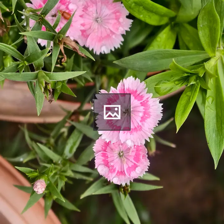 Pink dianthus in garden pot