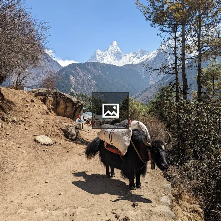 Yak on Mountain Trail