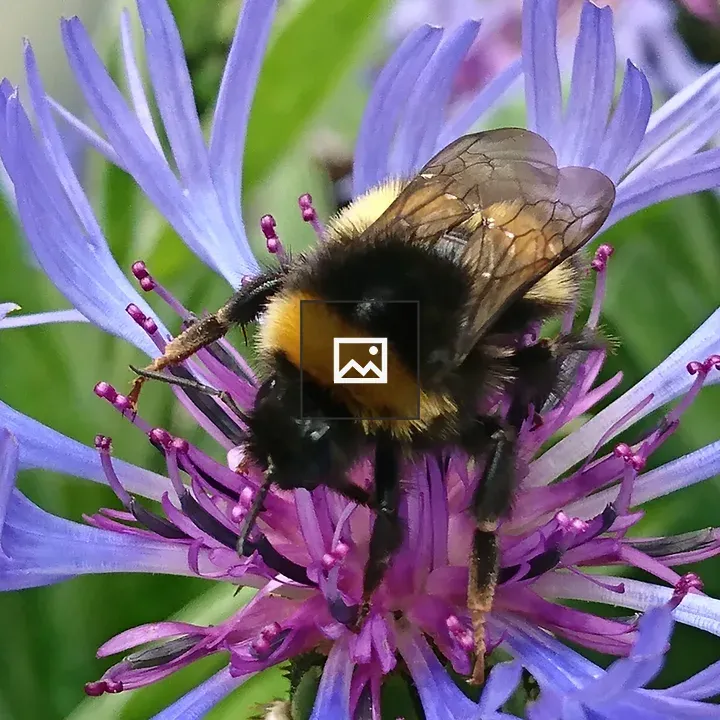 Bee on a Cornflower