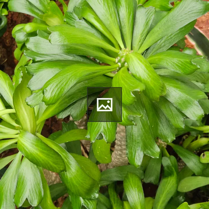 Circular pattern of bright green leaves