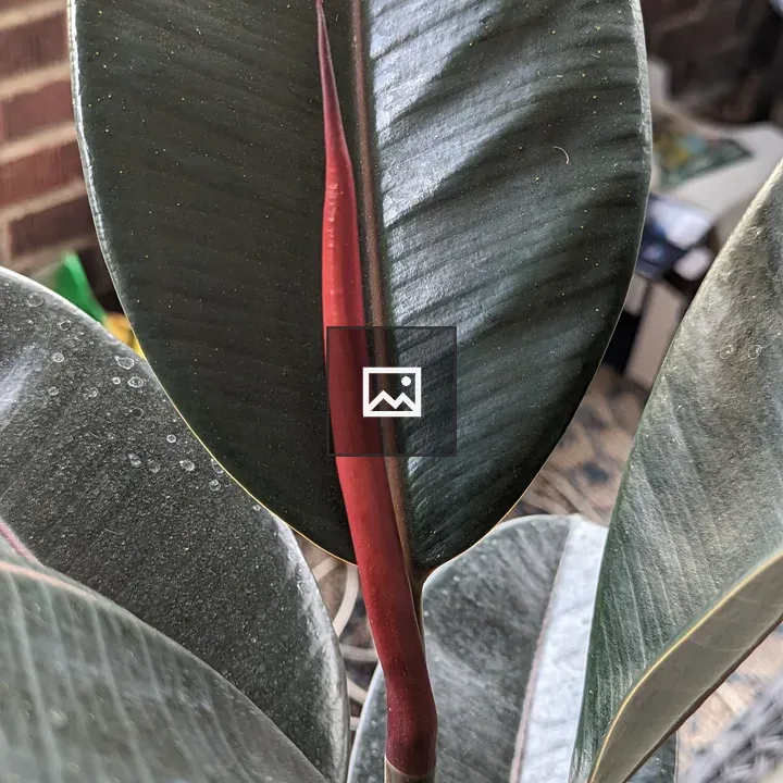 Red new leaf on ficus