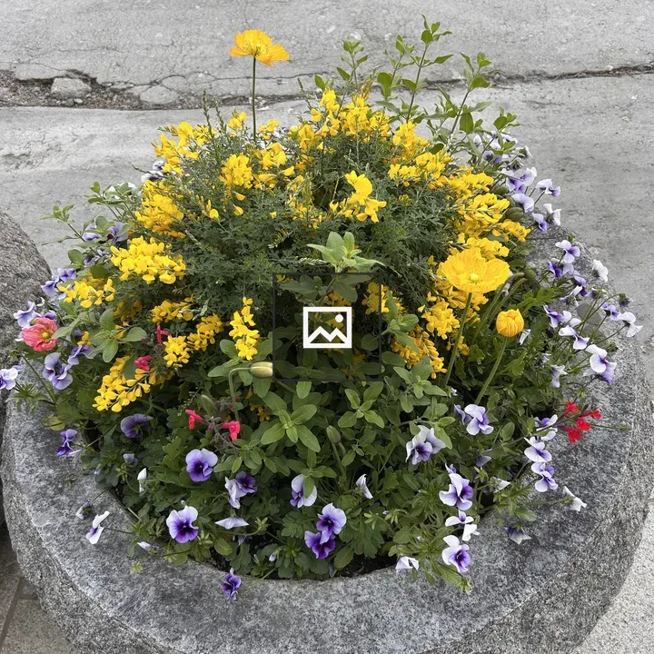 Round Stone Planter with Flowers