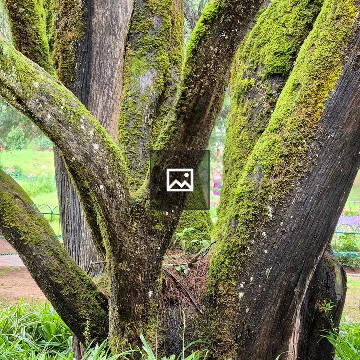 Majestic multi-trunk tree with moss