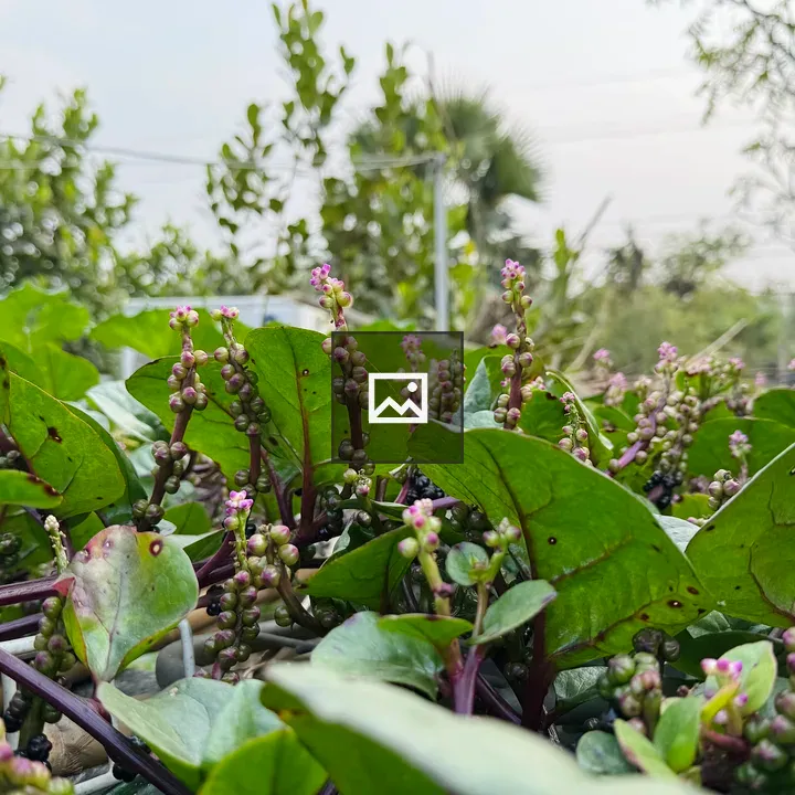 Lush green vines with pink flowers